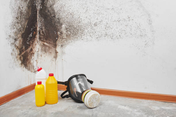 Attic Mold Removal in Dale, PA