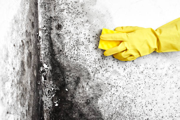 Best Crawl Space Mold Removal  in Dale, PA