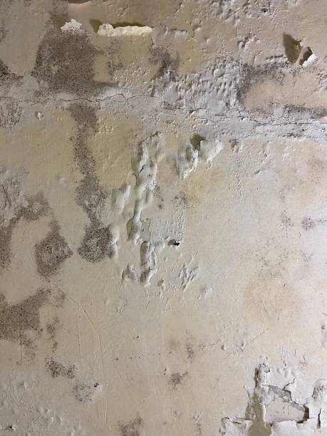 Best Office Mold Removal Services  in Dale, PA