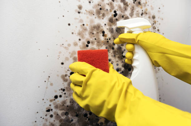 Best Mold Testing  in Dale, PA