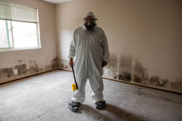 Best Mold Inspection  in Dale, PA