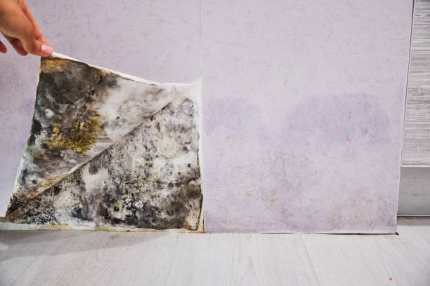 Best Toxic Mold Removal  in Dale, PA